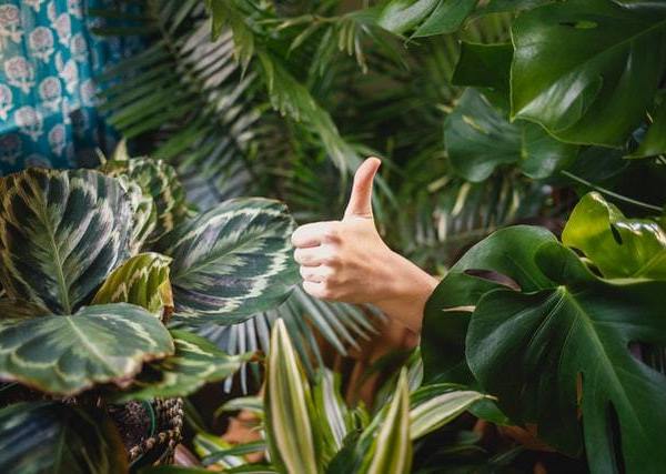 greenthumb tiktok hacks