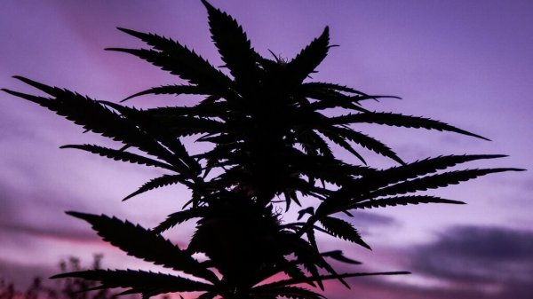 Cannabais Industry Africa