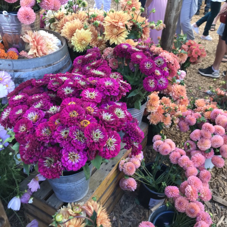 Oranjezicht Market flowers